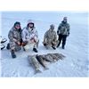 Image 7 : Arctic Muskox Hunt for 1 hunter in the Northwest or Nunavut Territories of Canada