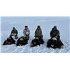 Image 9 : Arctic Muskox Hunt for 1 hunter in the Northwest or Nunavut Territories of Canada
