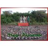 Image 4 : A fantastic high volume dove hunt in Argentina for 4 hunters for 4 days.