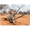Image 2 : 7 day Namibian Plains Game Safari for  2 hunters with Hugo Kotze safaris
