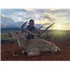 Image 5 : Axis Deer hunt for 1 hunter and 1 non-hunter in Hawaii