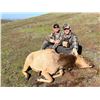 Image 3 : 1X1 GUIDED TULE ELK COW RIFLE HUNT FOR 1 HUNTER AND 1 NON-HUNTER