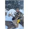 Image 3 : 3 NIGHT / 2 DAY SELF-GUIDED SITKA BLACKTAIL HUNT IN ALASKA FOR 1 HUNTER