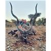 Image 4 : SOUTH AFRICA 2 TROPHY KUDU, 6 HUNTING DAYS, 2X2 GUIDED SAFARI FOR 2 HUNTERS