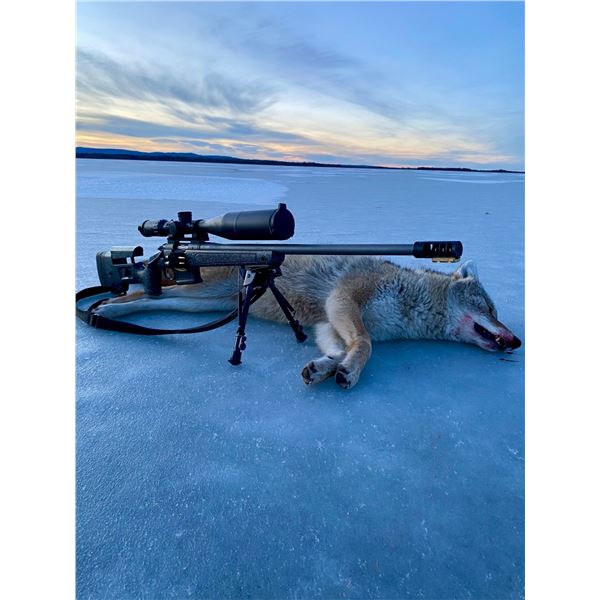 ALBERTA WOLF HUNT & TRAPLINE EXPERIENCE FOR ONE HUNTER, FIVE NIGHTS/SIX DAYS