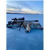 Image 1 : ALBERTA WOLF HUNT & TRAPLINE EXPERIENCE FOR ONE HUNTER, FIVE NIGHTS/SIX DAYS