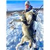 Image 2 : ALBERTA WOLF HUNT & TRAPLINE EXPERIENCE FOR ONE HUNTER, FIVE NIGHTS/SIX DAYS