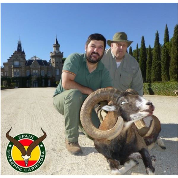 FOUR DAY IBERIAN MOUFLON WITH GIUSEPPE AND CURRO CARRIZOSA IN GORGEOUS SPAIN