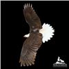 Image 1 : 1/36 SCALE BALD EAGLE BRONZE SCULPTURE "PURSUIT" BY FRANK AND SUE ENTSMINGER