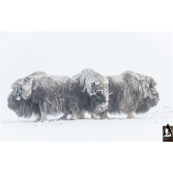 A TRUE ARCTIC ADVENTURE AWAITS -- SPRING MUSKOX HUNT FOR 1 HUNTER, SIX HUNTING DAYS