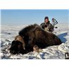 Image 2 : A TRUE ARCTIC ADVENTURE AWAITS -- SPRING MUSKOX HUNT FOR 1 HUNTER, SIX HUNTING DAYS