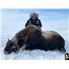 Image 6 : A TRUE ARCTIC ADVENTURE AWAITS -- SPRING MUSKOX HUNT FOR 1 HUNTER, SIX HUNTING DAYS
