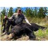 Image 2 : BRITISH COLUMBIA BLACK BEAR HUNT FOR TWO HUNTERS, SIX DAYS