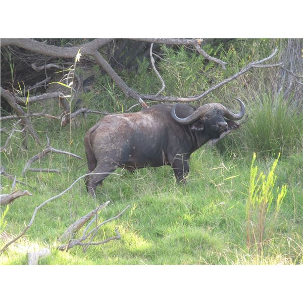 CAPE BUFFALO DONATION FOR 2025 OR 2026, ONE HUNTER 1X1, 6 DAYS