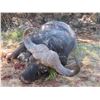 Image 2 : CAPE BUFFALO DONATION FOR 2025 OR 2026, ONE HUNTER 1X1, 6 DAYS