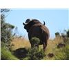 Image 4 : CAPE BUFFALO DONATION FOR 2025 OR 2026, ONE HUNTER 1X1, 6 DAYS