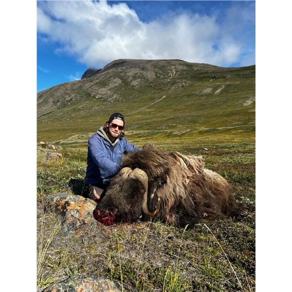 SPRING MUSKOX AND SMALL GAME HUNT IN GREENLAND, ONE HUNTER, FOUR HUNTING DAYS