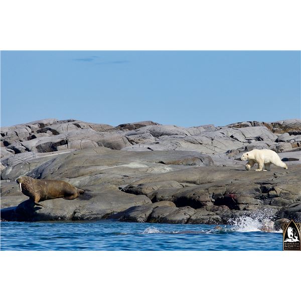 CANADIAN WALRUS HUNT FOR 1 HUNTER, FIVE DAYS HUNT, SEVEN DAY TRIP
