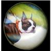 Image 4 : A card of division one assorted DOG buttons