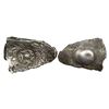 Image 1 : Archaic Coinage, Punch Marked, attributed to Shakya Janapada (c. 600-500 BC.), Kapilavastu Region (N