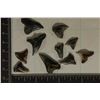 Image 1 : 10-ASSORTED SHARKS TEETH
