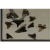 Image 2 : 10-ASSORTED SHARKS TEETH