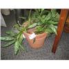 Image 1 : Potted Plant (real)