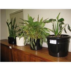 4 Potted Plants (real)