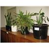 Image 1 : 4 Potted Plants (real)