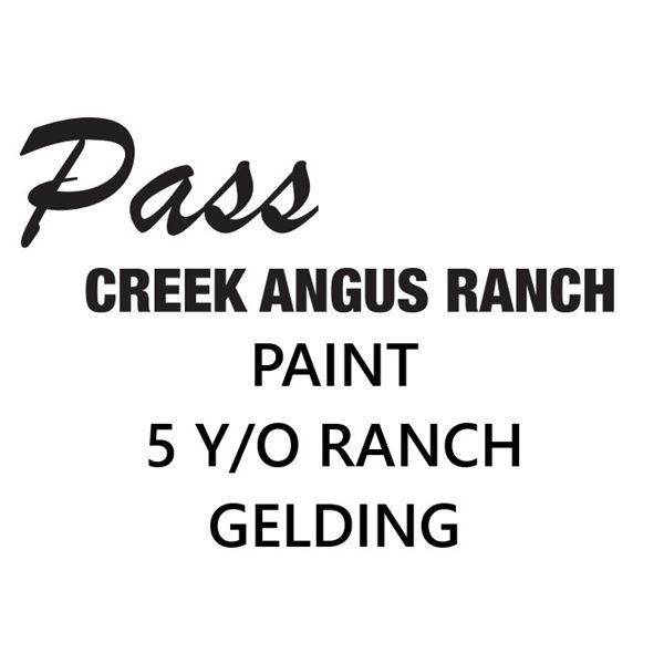 NEW LOT - Ranch Gelding, "Paint," 5 yr old grade