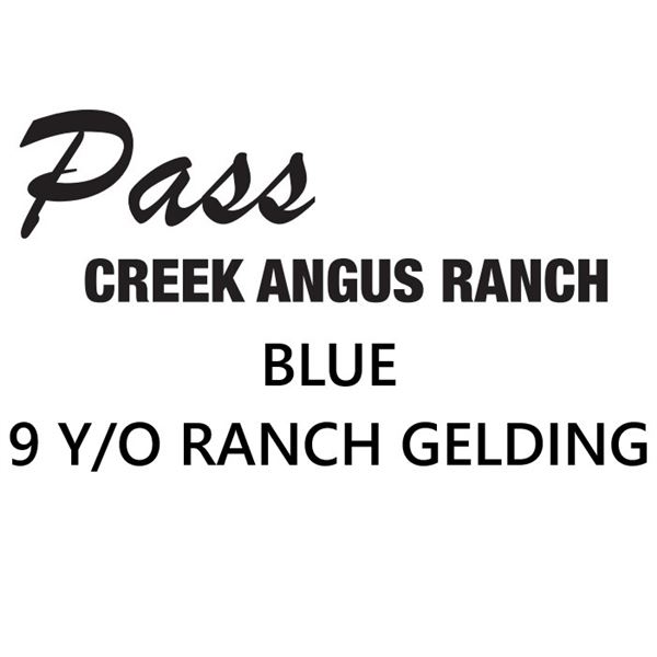 NEW LOT - Ranch Gelding, "Blue," 9 yr old blue/gray