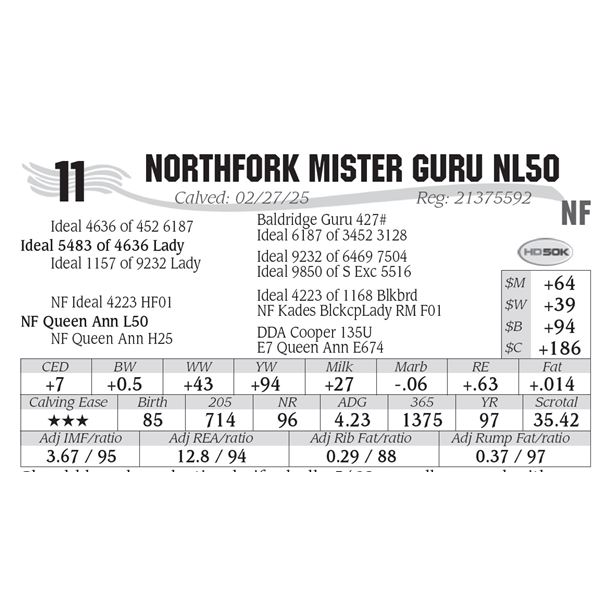 NorthFork Mister Guru NL50