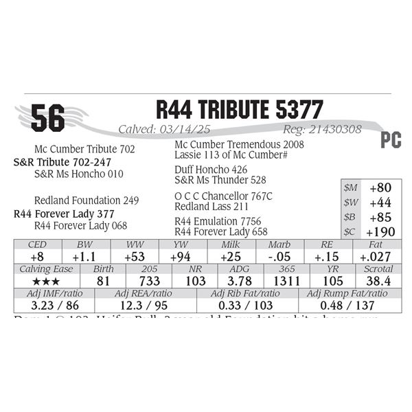R44 Tribute 5377