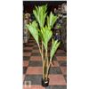 Image 1 : NEW OAK RED 5.5 FT ARTIFICIAL DRACAENA TREE W POT