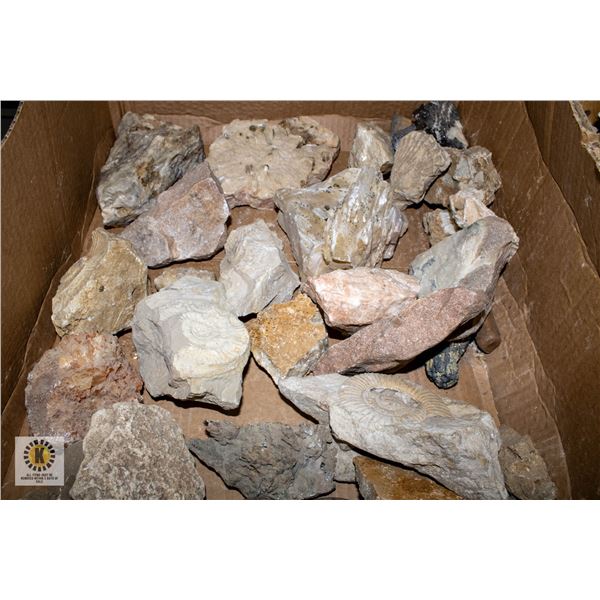 LARGE BOX OF FOSSILS AND MORE