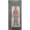 Image 1 : Hard to come by medical anatomy diagram 34"x13"