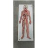 Image 1 : Hard to come by medical anatomy diagram 34"x13"