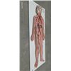 Image 2 : Hard to come by medical anatomy diagram 34"x13"