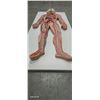 Image 4 : Hard to come by medical anatomy diagram 34"x13"
