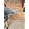 Image 10 : Taxidermy Hammerhead Shark Mount
