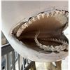 Image 17 : Taxidermy Hammerhead Shark Mount