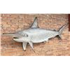 Image 1 : Taxidermy Hammerhead Shark Mount