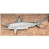 Image 2 : Taxidermy Hammerhead Shark Mount