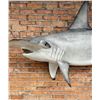 Image 3 : Taxidermy Hammerhead Shark Mount
