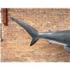 Image 8 : Taxidermy Hammerhead Shark Mount