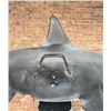 Image 9 : Taxidermy Hammerhead Shark Mount