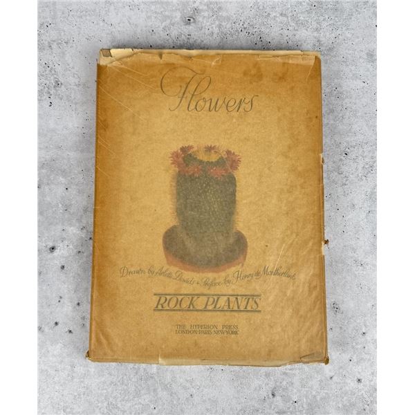 Flowers Rock Plants Hyperion Press