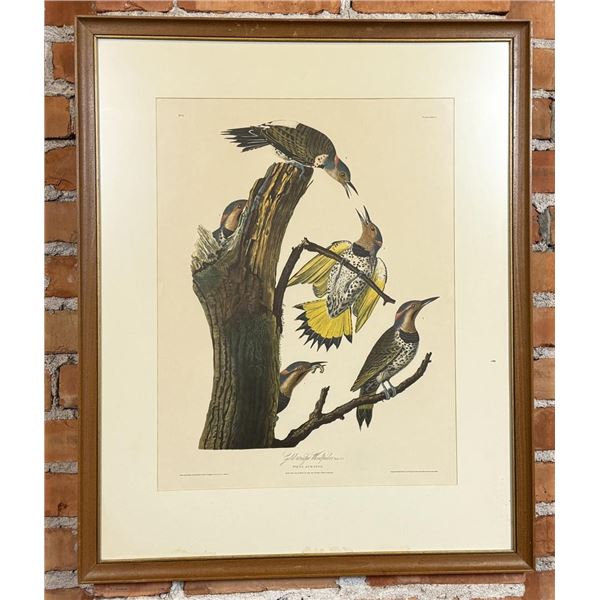Gold Winged Woodpecker Audubon Print