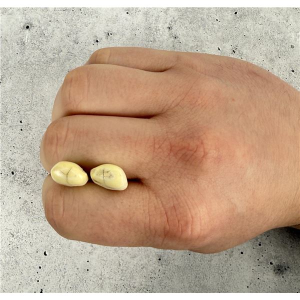 Montana Bull Elk Teeth