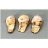 Image 2 : Montana Bull Elk Teeth